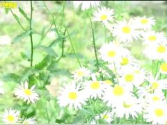 视频手语操陪我长大.rar